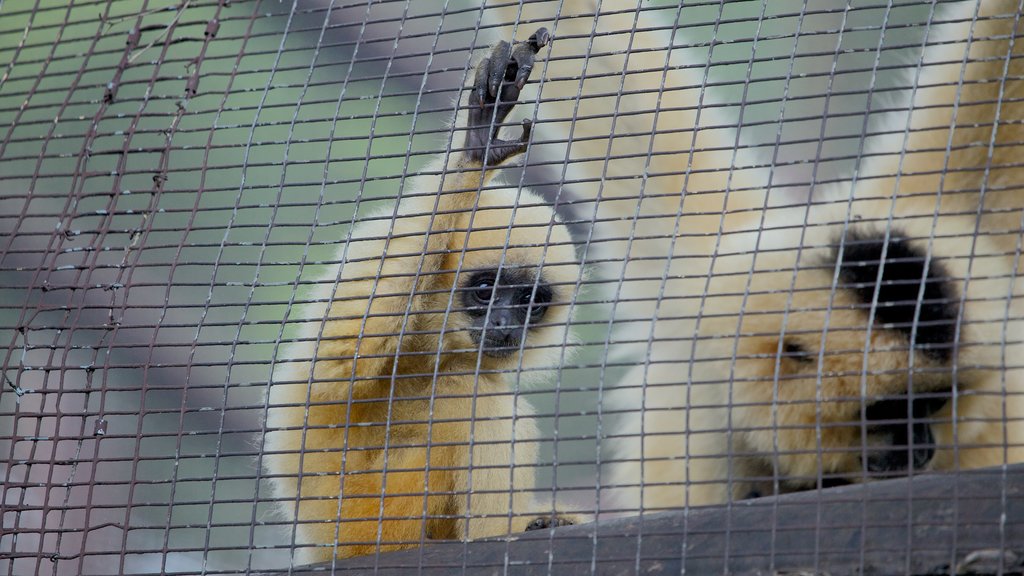 Johannesburg Zoo que incluye animales tiernos y animales del zoológico