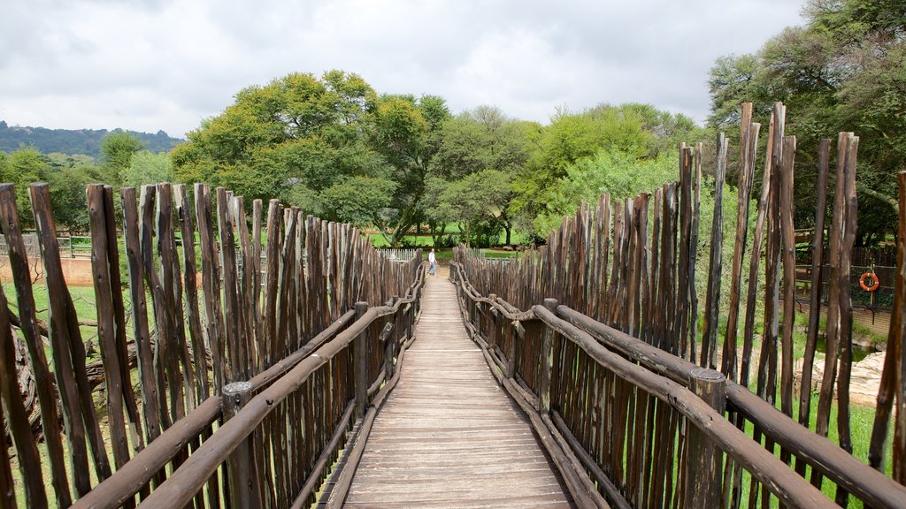 Zoológico de Joanesburgo mostrando animais de zoológico e uma ponte