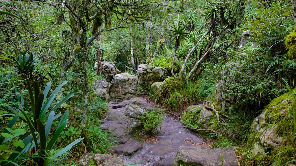 God\'s Window featuring rainforest