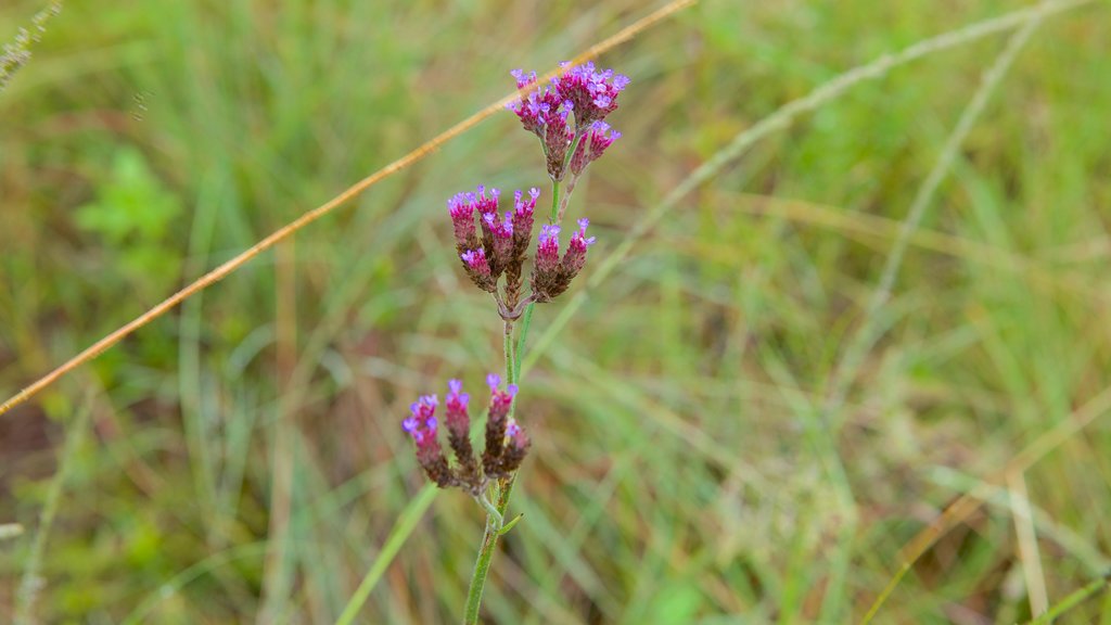 Rietvlei Natuurreservaat toont wilde bloemen en bloemen