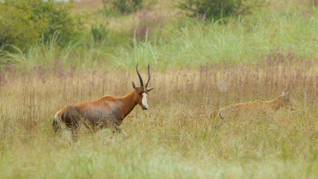 Rietvlei Nature Reserve featuring land animals and landscape views