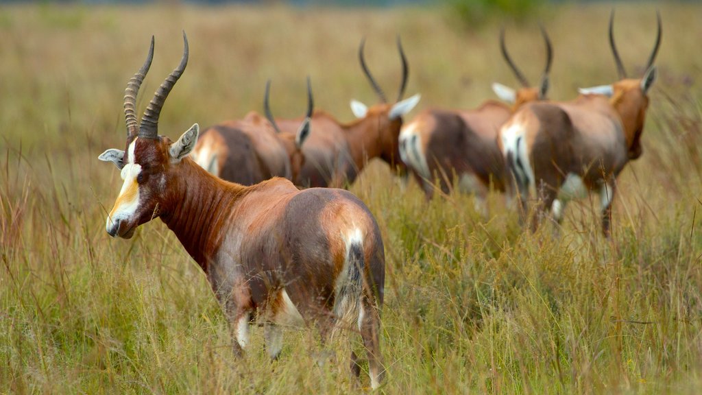 Rietvlei Nature Reserve showing land animals