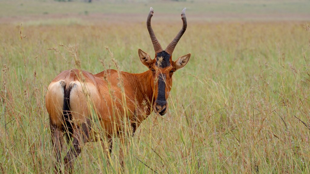 Réserve naturelle de Rietvlei qui includes animaux terrestres