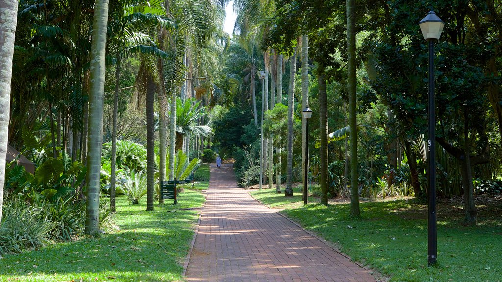 Durbans botaniska trädgårdar som visar en park