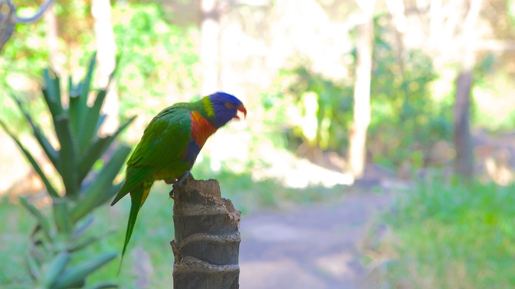 Umgeni River Bird Park toont vogels