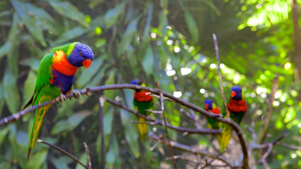 Umgeni River Bird Park showing bird life and a garden