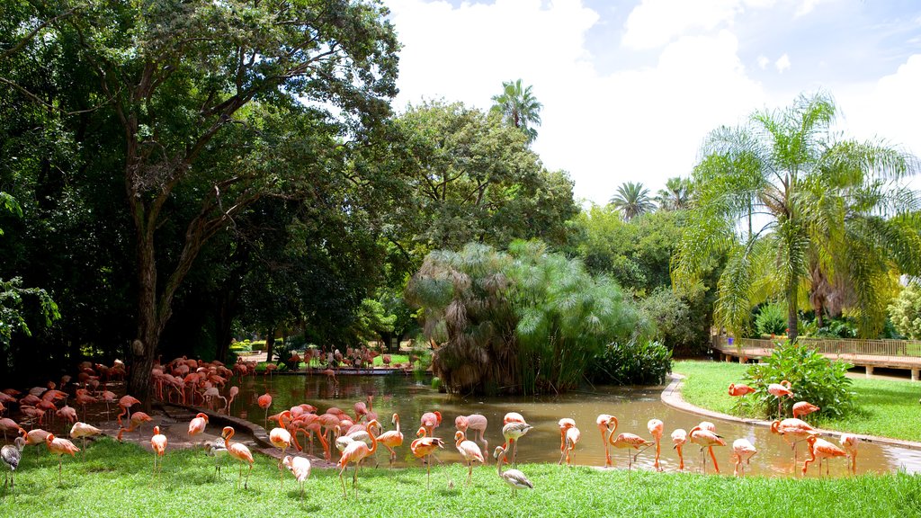 National Zoological Gardens of South Africa som visar fåglar, en trädgård och en damm