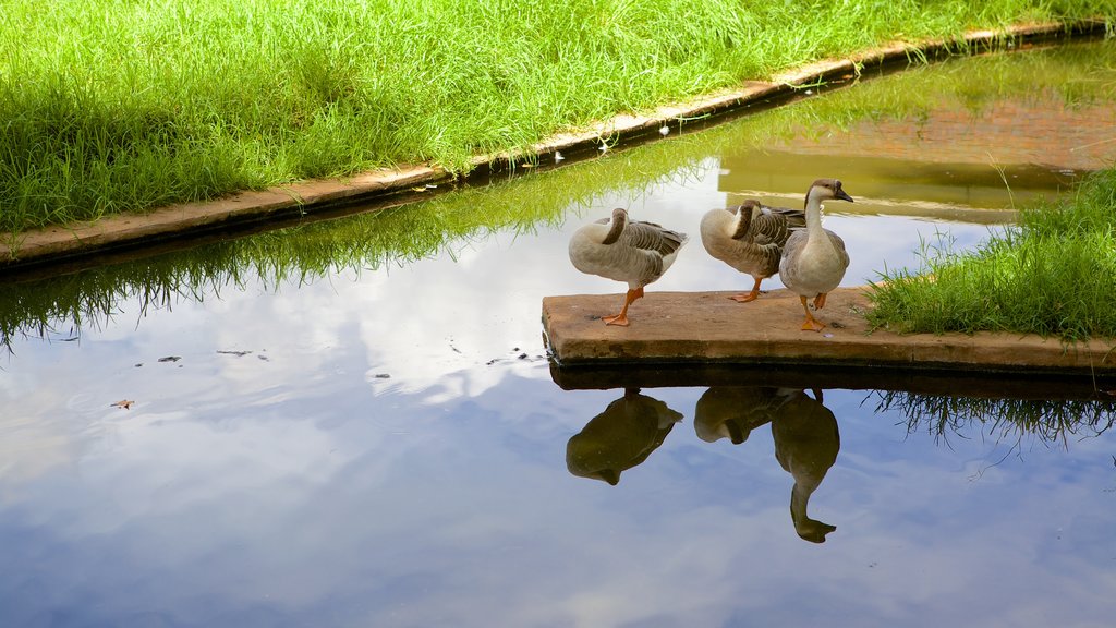 National Zoological Gardens of South Africa showing a pond, zoo animals and a park