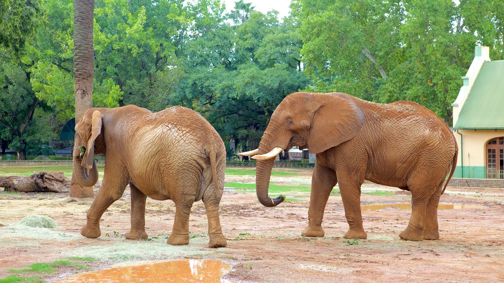 Jardim Zoológico Nacional da África do Sul mostrando animais terrestres, um parque e animais de zoológico