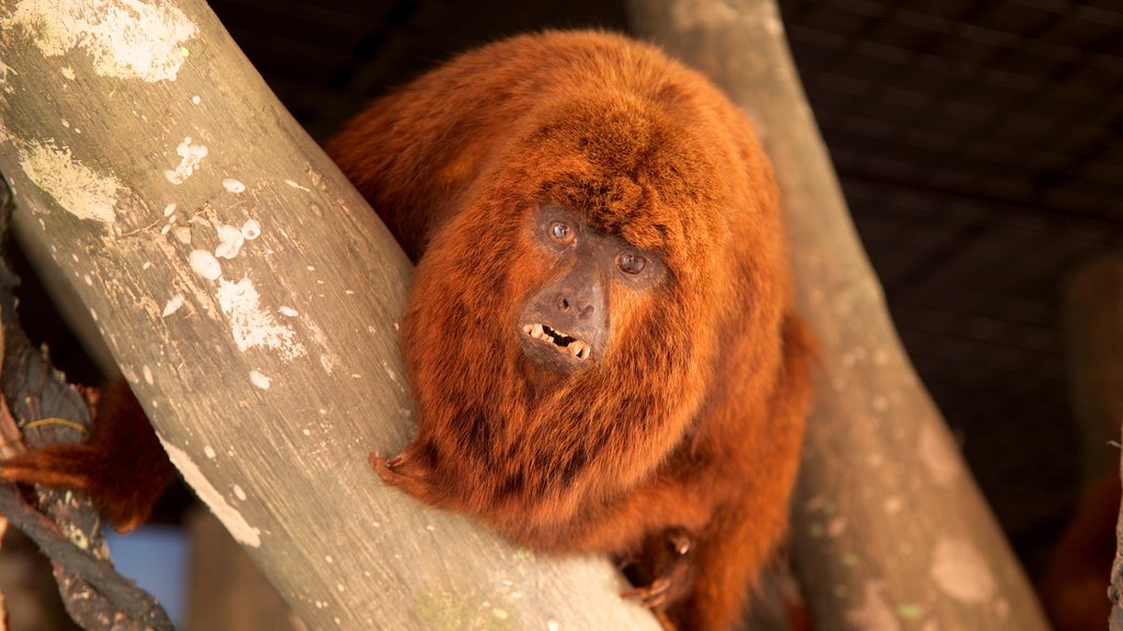 Ecomuseum showing zoo animals