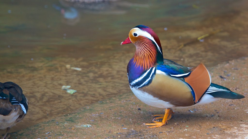 Parque das Aves mettant en vedette faune aviaire