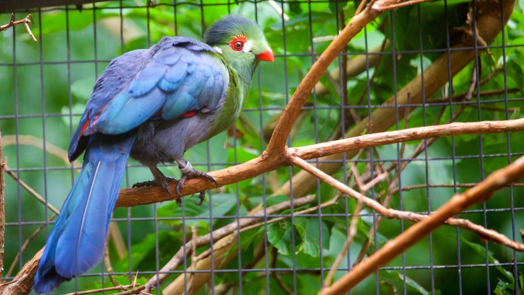 Parque de las Aves ofreciendo vida de las aves y animales del zoológico