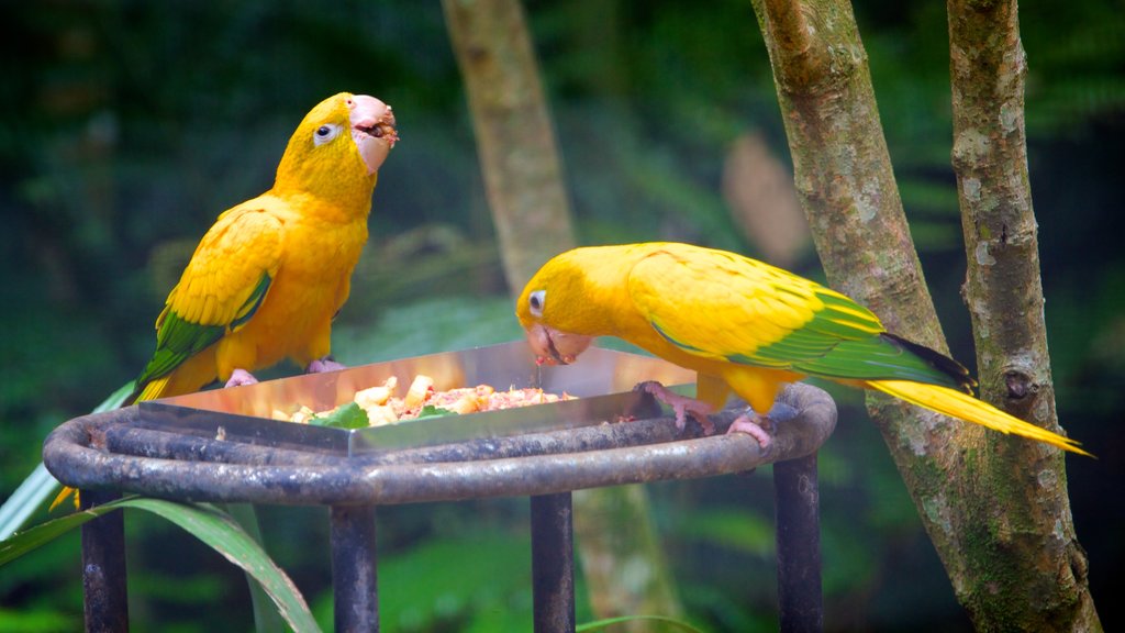 Parque de las Aves ofreciendo animales de zoológico y aves