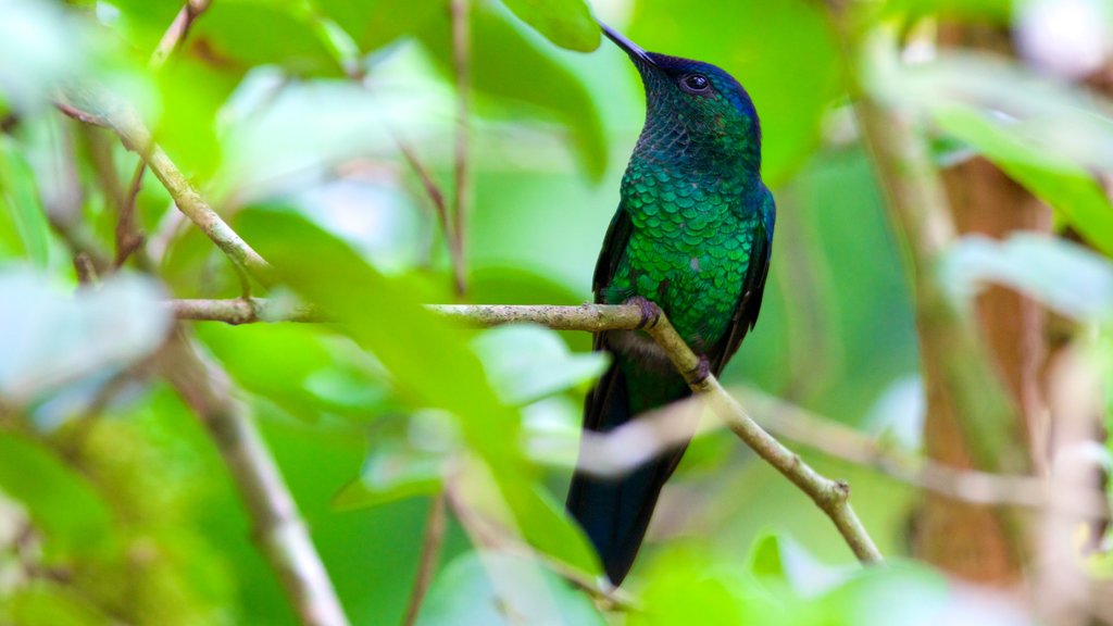 Parque das Aves mostrando vida das aves