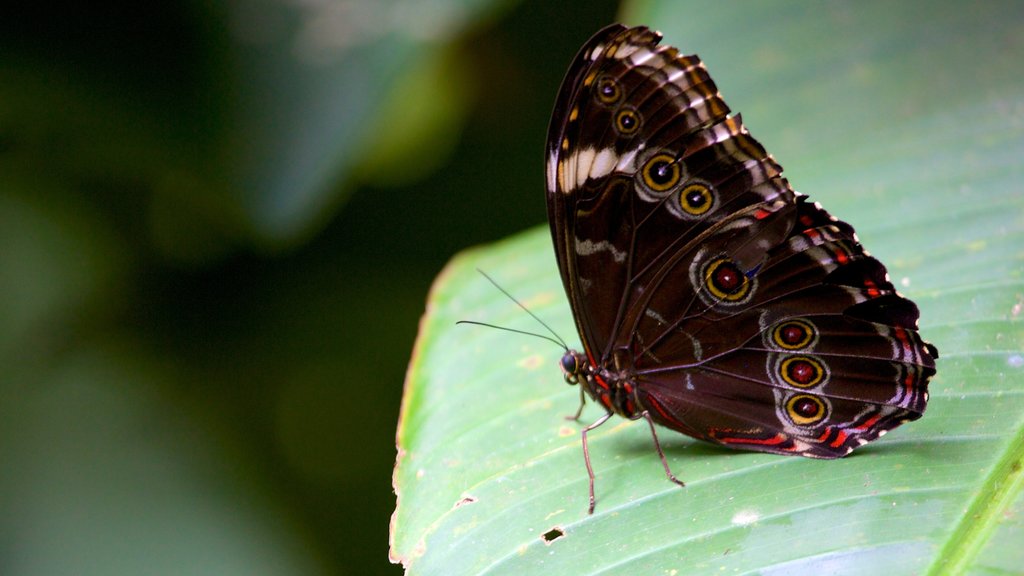 Parque das Aves inclusief dieren