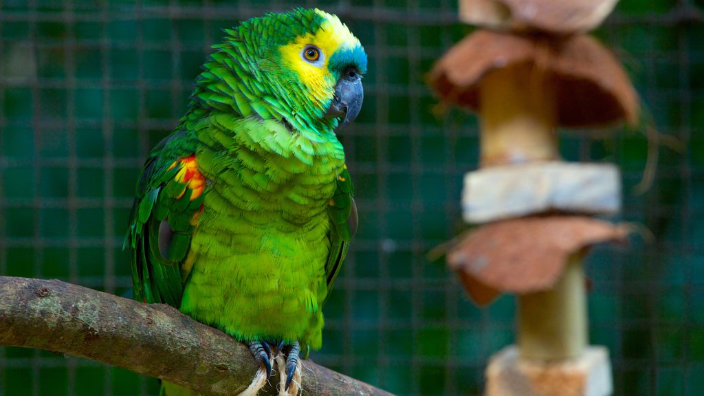 Parque de las Aves mostrando aves