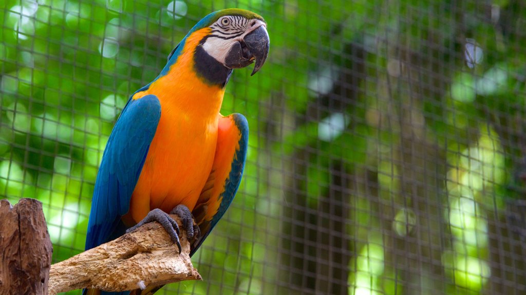 Parque de las Aves que incluye aves y animales de zoológico