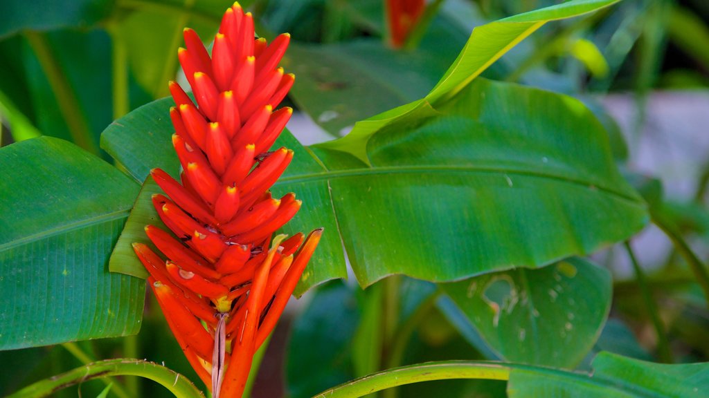 Ecomuseu caracterizando flores e flores silvestres