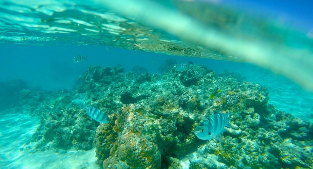 Aitutaki Under Water Tour