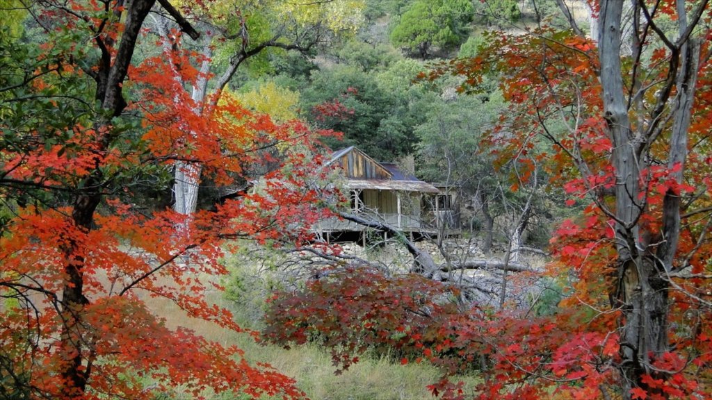 Sierra Vista montrant couleurs d’automne