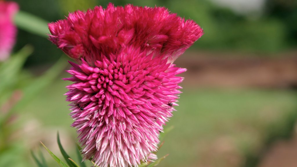 Iguazu Falls showing flowers