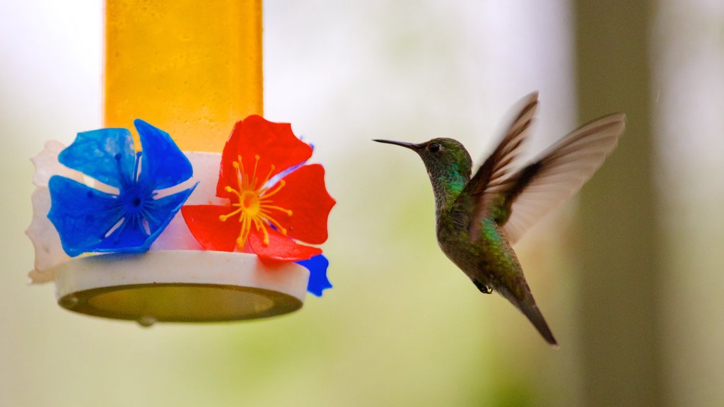 Iguazu que inclui vida das aves