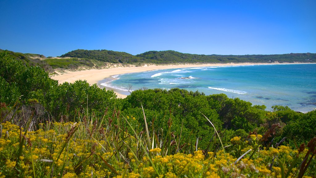 King Island showing landscape views and a beach