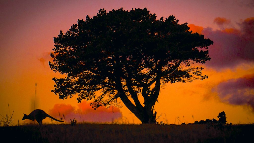 King Island showing animals and a sunset