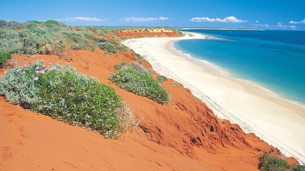 Shark Bay showing a sandy beach