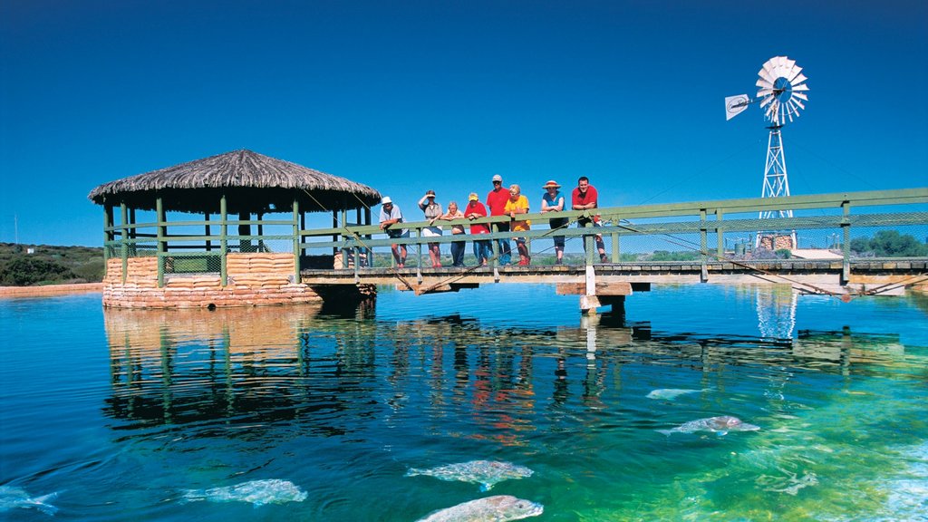 Shark Bay which includes marine life as well as a large group of people