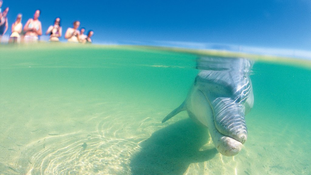 Shark Bay mostrando animais fofos ou amigáveis e vida marinha