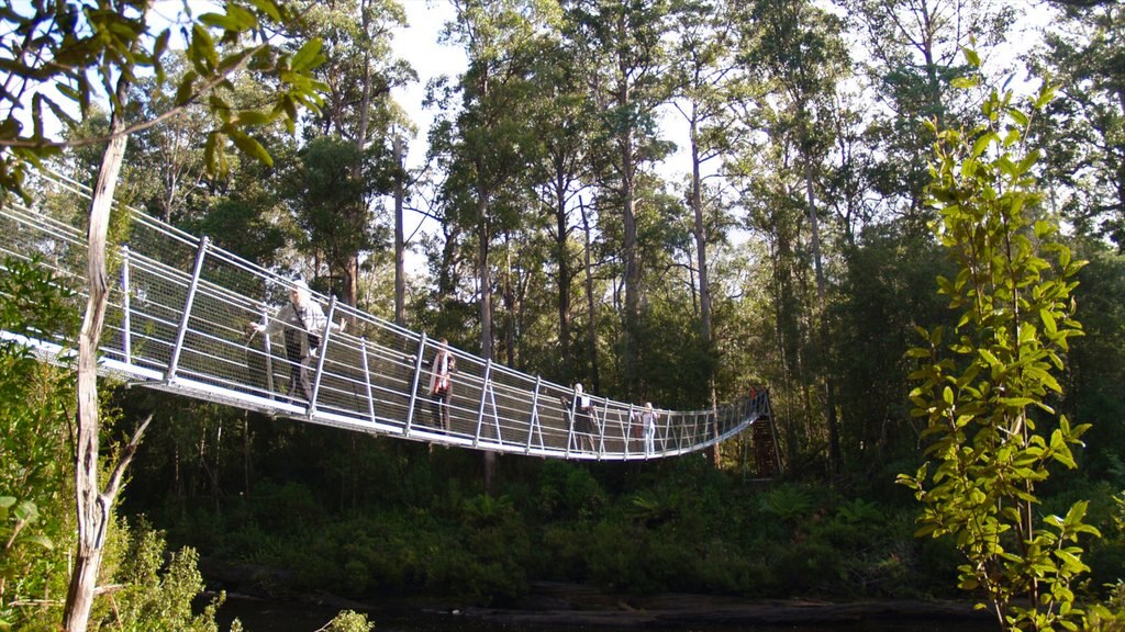 Geeveston mostrando bosques y un puente colgante o pasarela en las copas de los árboles