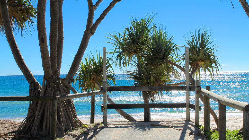 Kingscliff showing tropical scenes