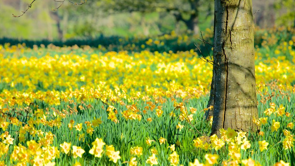 Sefton Park mostrando flores silvestres