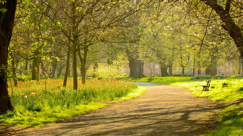 Sefton Park showing a garden