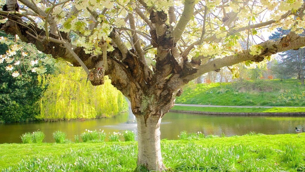 Sefton Park showing a garden and a pond