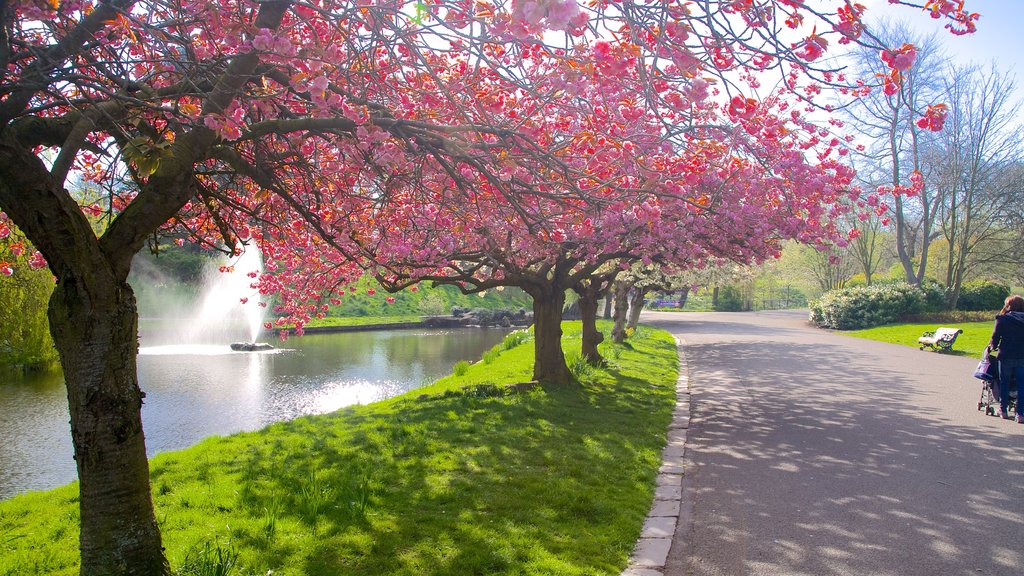 Sefton Park que incluye un estanque y un jardín