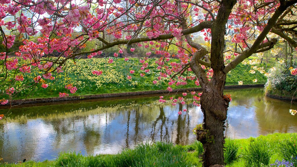 Sefton Park showing a pond