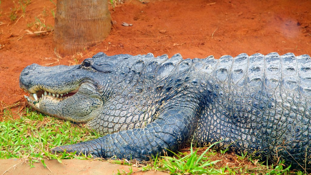 Iguazú ofreciendo animales peligrosos y animales de zoológico