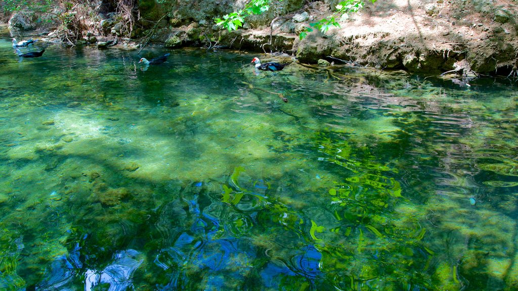 Seven Springs which includes a pond