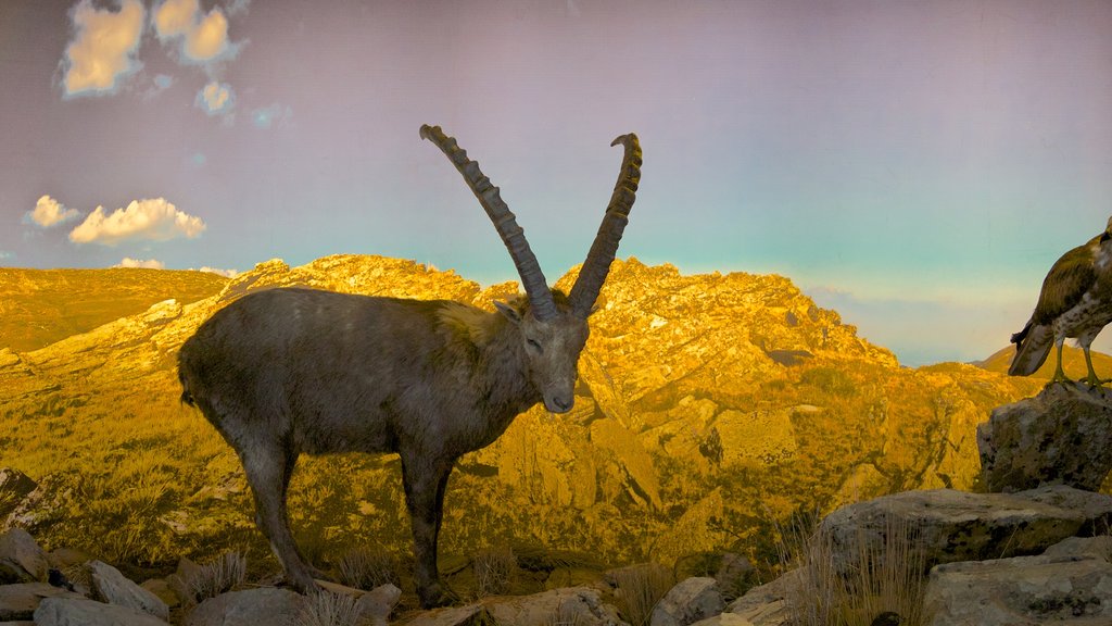 Museu de História Natural de Creta