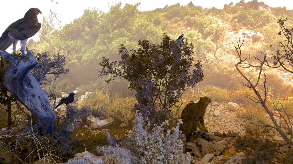 Museu de História Natural de Creta