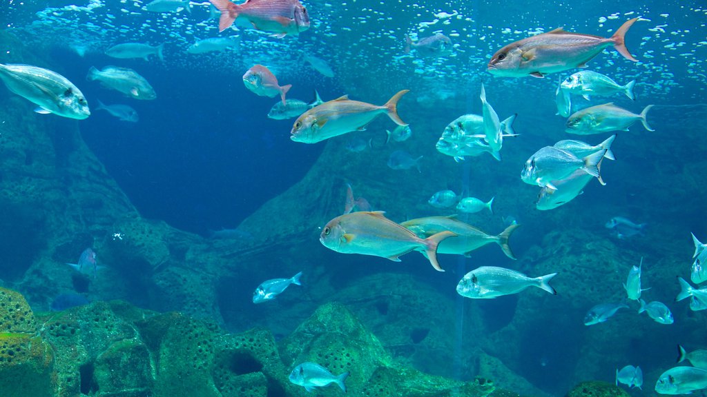 Cretaquarium showing marine life