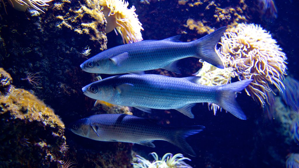 Cretaquarium montrant vie marine