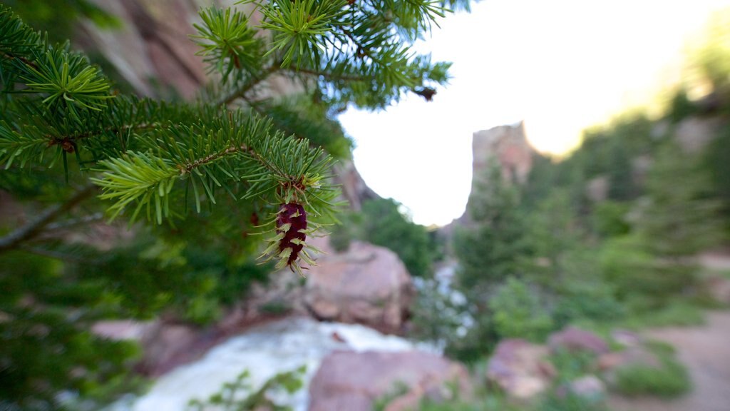 Parc d\'état d\'Eldorado Canyon montrant fleurs