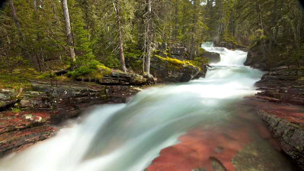 Nationaal park Glacier inclusief een rivier of beek en bos