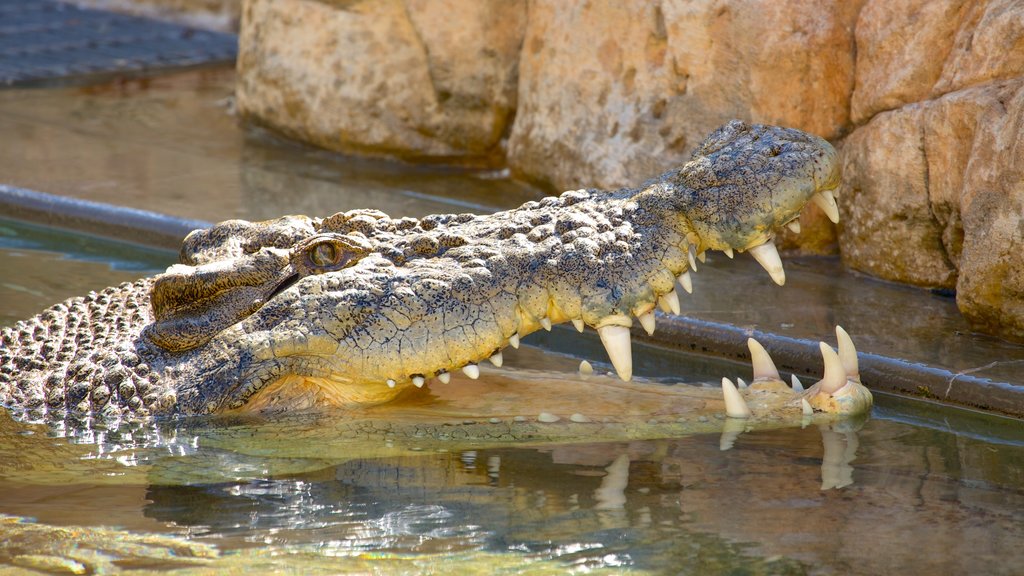 Crocosaurus Cove showing dangerous animals