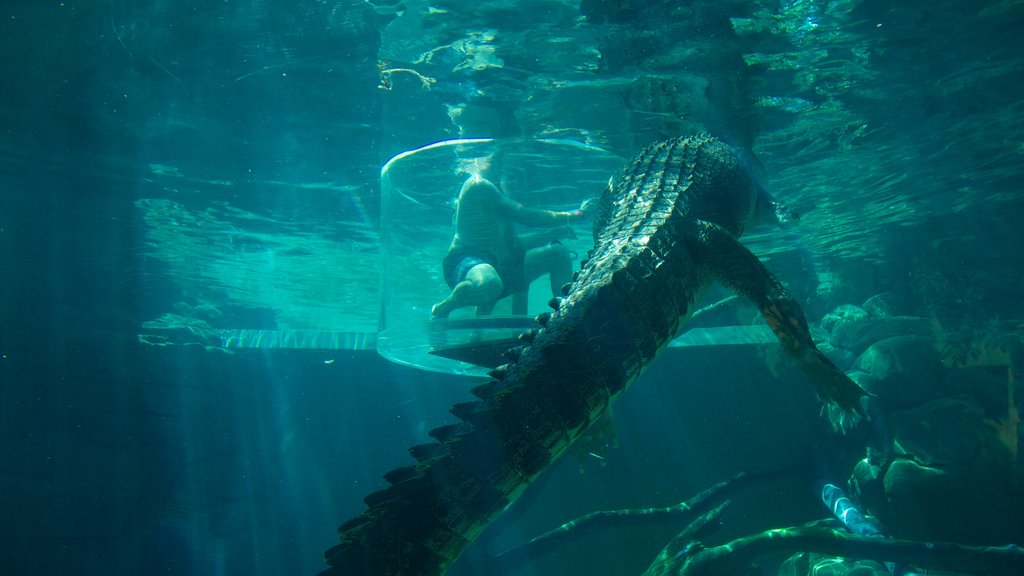 Crocosaurus Cove ofreciendo animales peligrosos