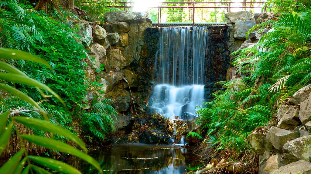 George Brown Darwin Botanic Gardens showing a waterfall