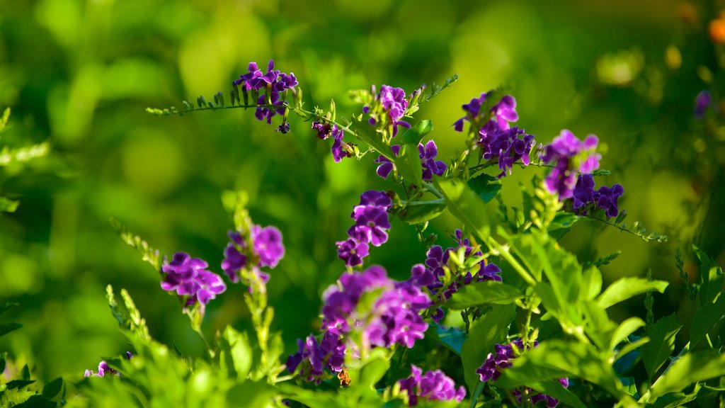 Jardins botaniques George Brown Darwin mettant en vedette fleurs